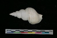 藏品(瀧庸峨螺)的圖片